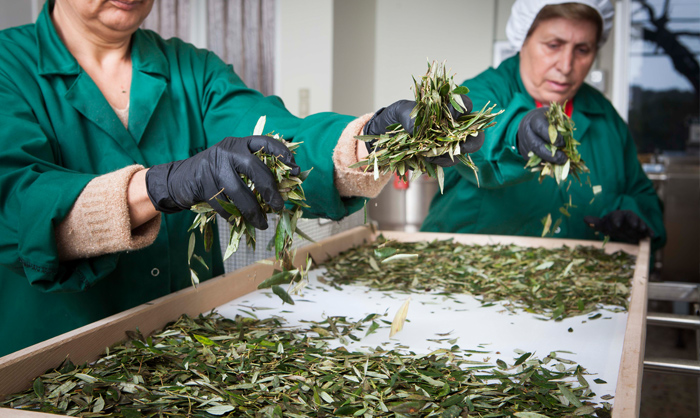 olive-tea-production19